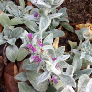 Stachys Lambs Ears
