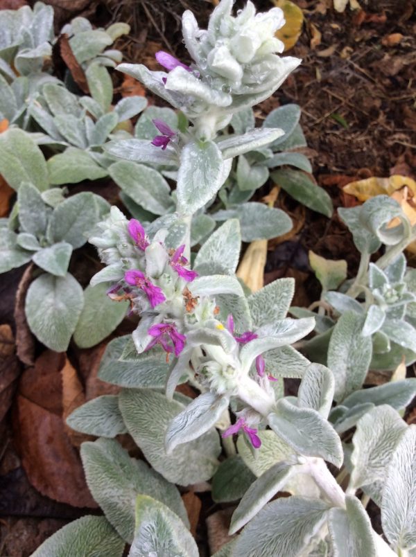 Stachys Lambs Ears