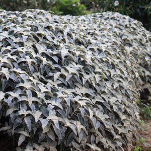 Strobilanthes Gossypinus - Persian Shield