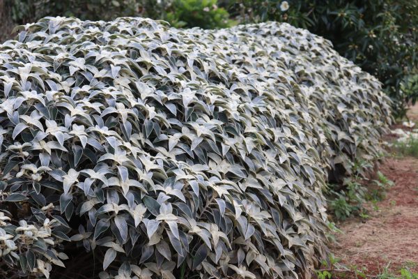 Strobilanthes Gossypinus - Persian Shield