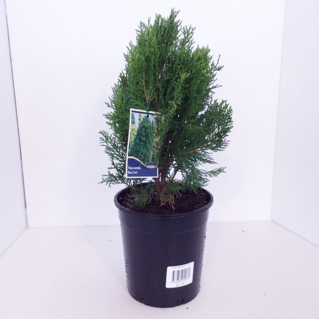 Thuja Blue Cone