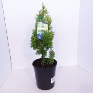 Thuja Columnaris