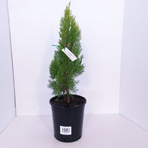 Thuja Hillieri