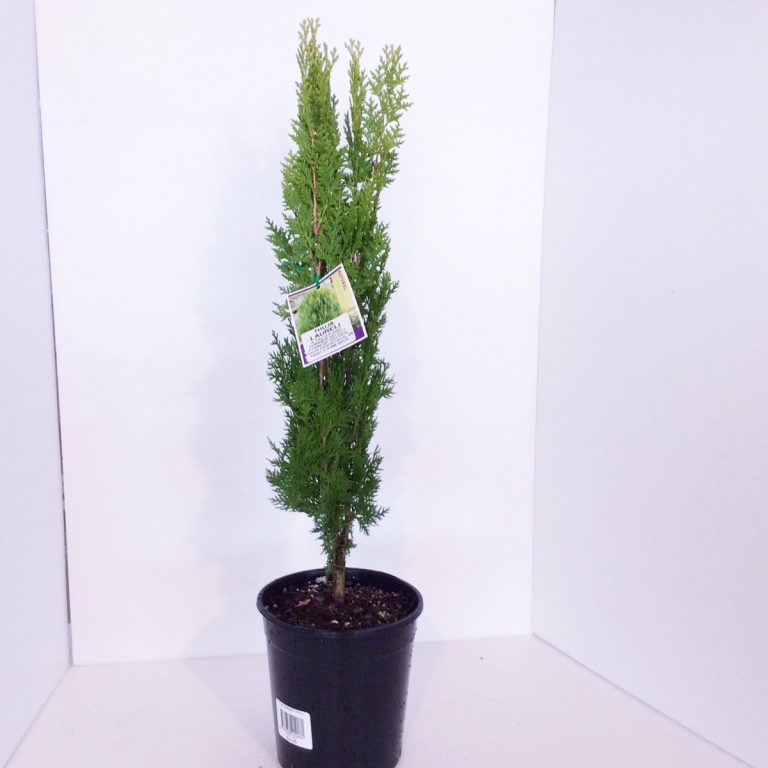 Thuja Rosedalis