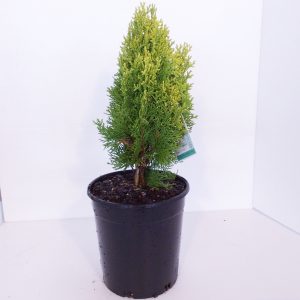 Thuja Morganii
