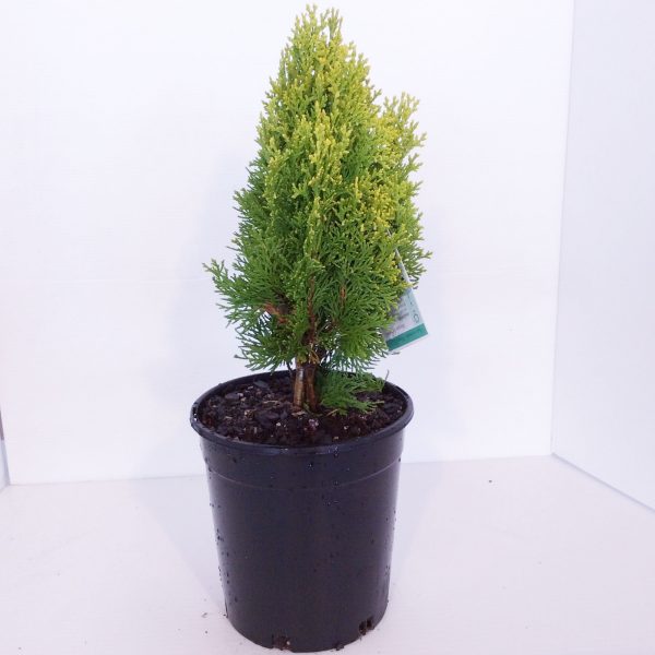 Thuja Morganii