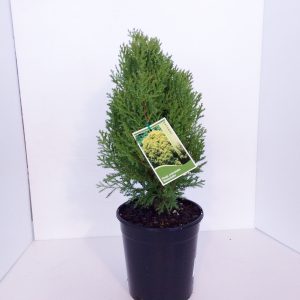 Thuja Rosedalis