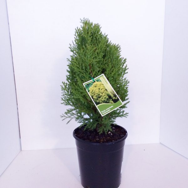 Thuja Rosedalis