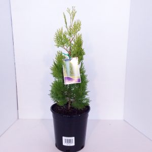Thuja Shirls Supreme