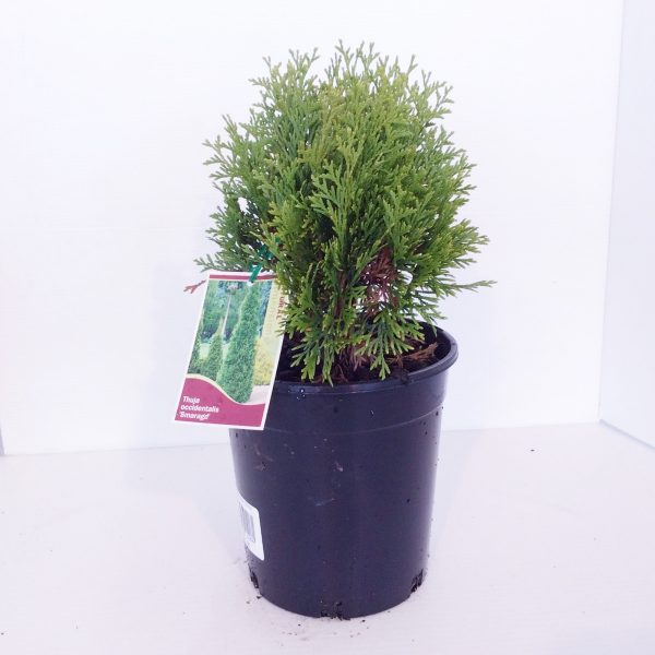 Thuja Smaragd