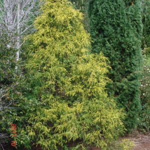 Thuja filifomis aurea