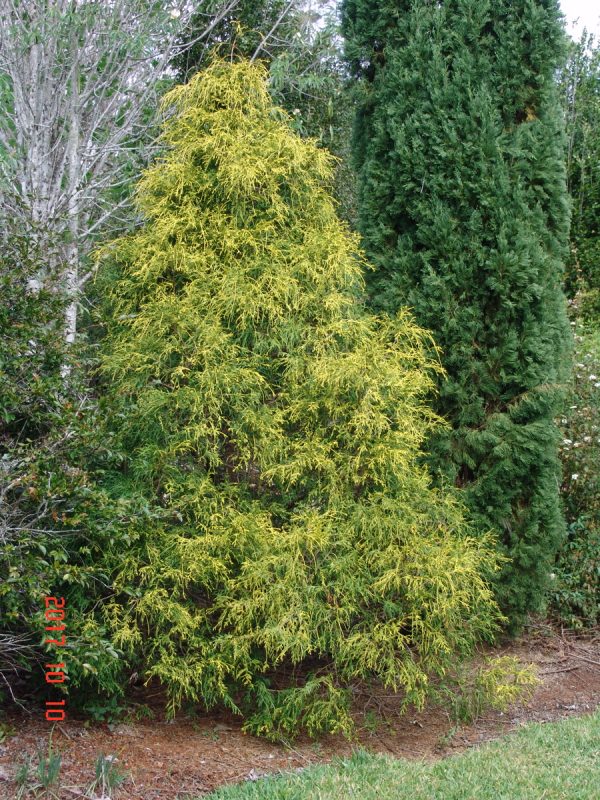 Thuja filifomis aurea