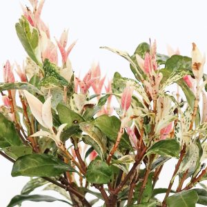 Trachelospermum Tricolour