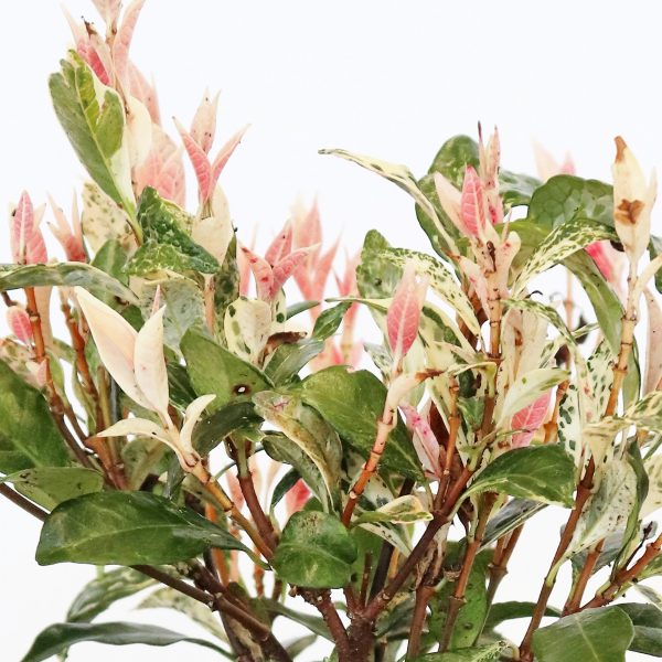 Trachelospermum Tricolour