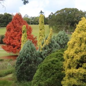 Trees and Shrubs