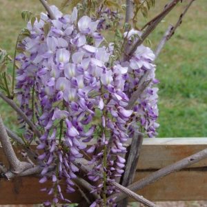 Wisteria Macrobotrys