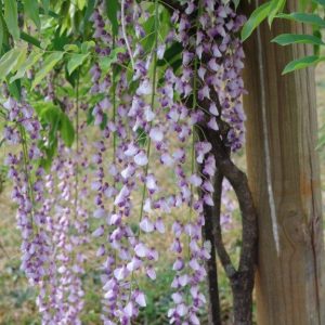 Wisteria Longissima Macrobotrys