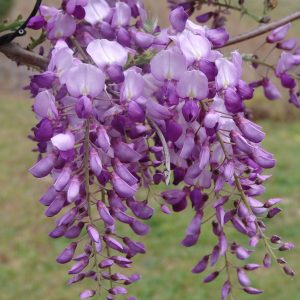 Wisteria Amethyst