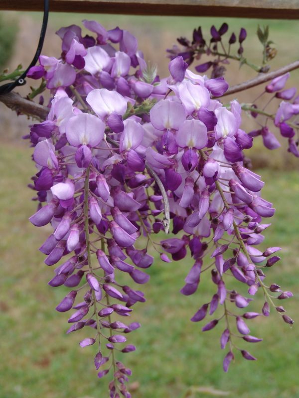 Wisteria Amethyst