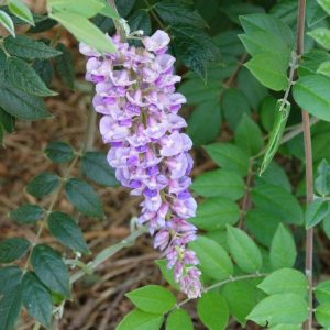 Wisteria Bayou 2 O'Clock