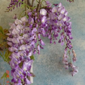 Wisteria Black Dragon syn.Violacea Plena