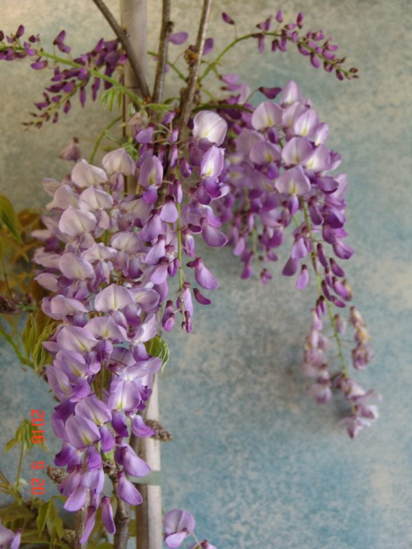 Wisteria Black Dragon syn.Violacea Plena