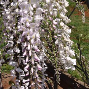 Wisteria Carnea-Kuchibeni