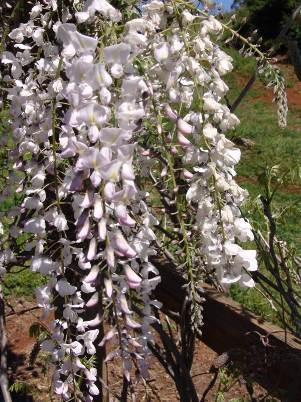 Wisteria Carnea-Kuchibeni
