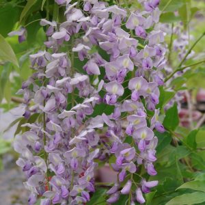Wisteria Caroline