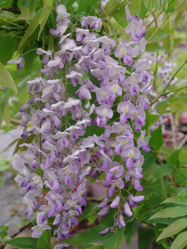 Wisteria Caroline