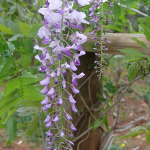 Wisteria Domino