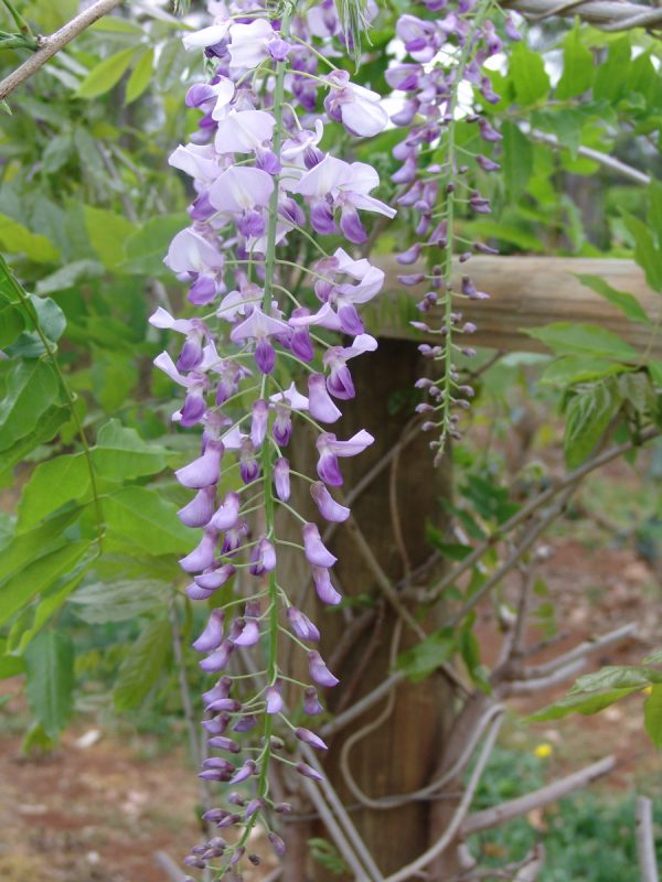 Wisteria Domino