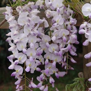 Wisteria Floribunda