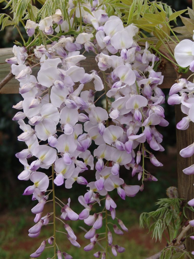 Wisteria Floribunda