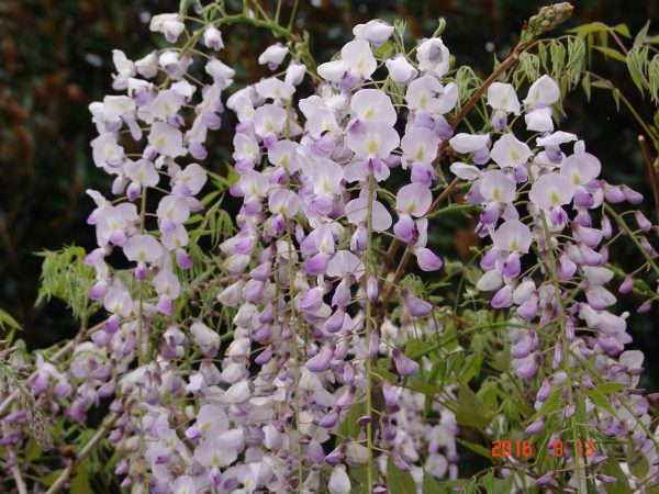 Wisteria Floribunda Select