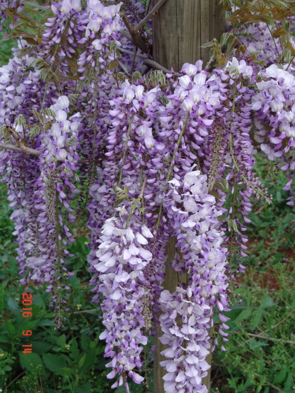 Wisteria Harlequin