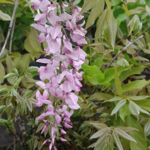 Wisteria Honbeni-Rosea