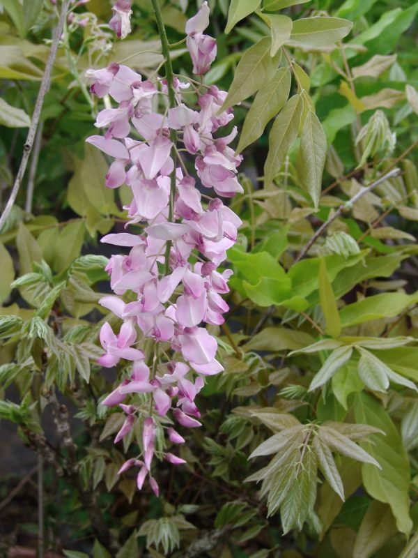 Wisteria Honbeni-Rosea