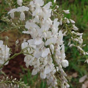 Wisteria Jako