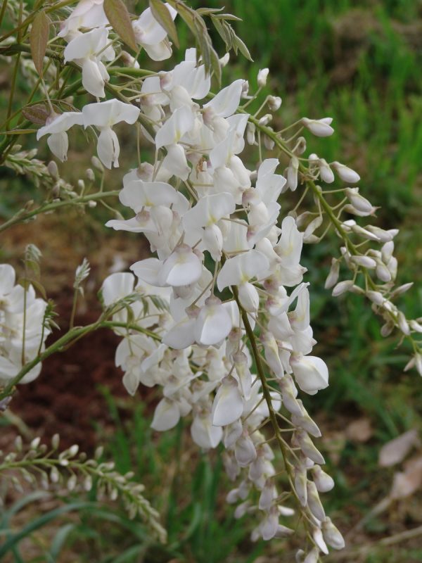 Wisteria Jako