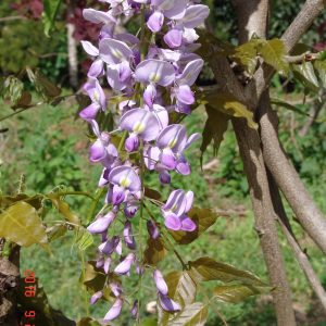 Wisteria Lavender Lace