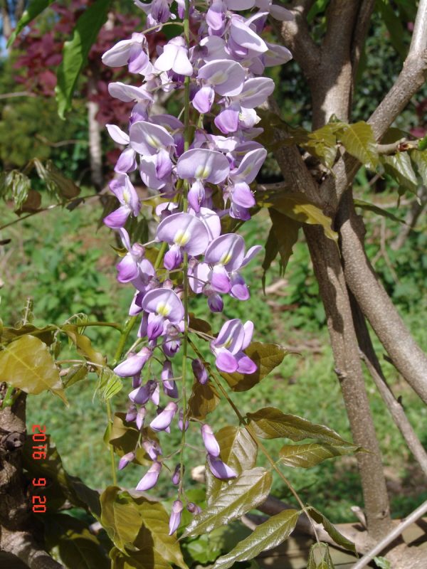 Wisteria Lavender Lace