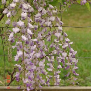 Wisteria Lawrence