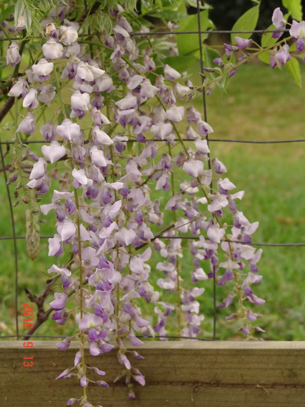 Wisteria Lawrence
