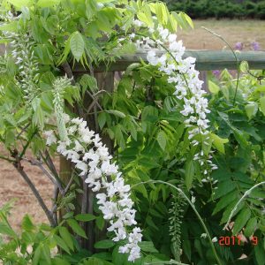 Wisteria Longissima Alba- Shiro Noda