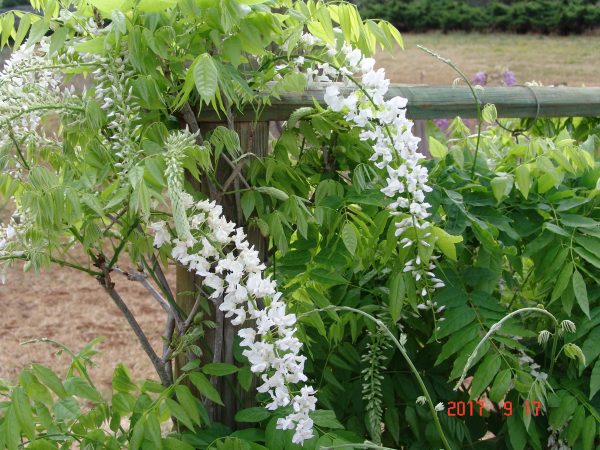 Wisteria Longissima Alba- Shiro Noda