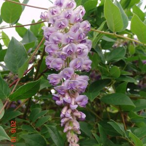 Wisteria Pondside Blue