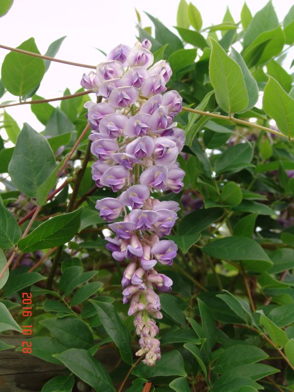 Wisteria Pondside Blue