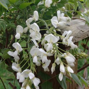Wisteria Shiro Kapitan