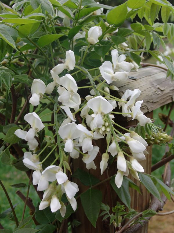Wisteria Shiro Kapitan
